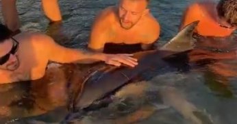 Denizin içinde 8 saat yunus nöbeti