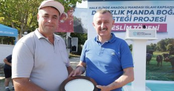 Büyükşehir’den üreticilere damızlık manda boğası desteği