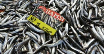 Tezgahlarda hamsi bolluğu yaşanıyor