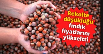 Rekolte düşüklüğü fındık fiyatlarını yükseltti
