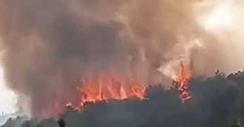 Kocaeli'de orman yangını