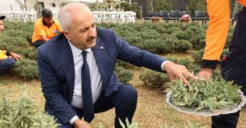 Şifa Kapısı'nda bitki hasadı