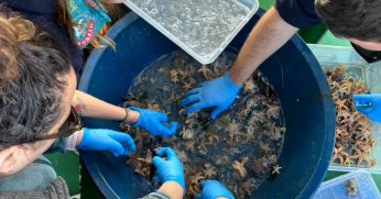 Biyoçeşitlilikte ekim ayı araştırması tamam