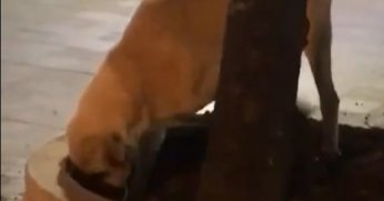 Kazılan topraklar ekipleri harekete geçirmişti, bakın altından kim çıktı