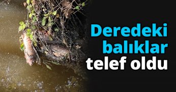 Deredeki balıklar telef oldu