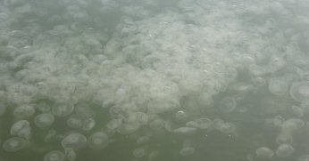 İzmit Körfezi'nde görünen denizanaları tehlikeli değil