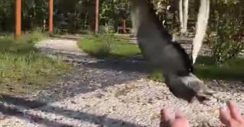 TMO’daki patlamada yaralanan güvercinler doğaya salındı