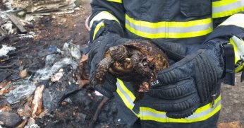 Alevlerin arasında kalan kaplumbağayı itfaiye kurtardı