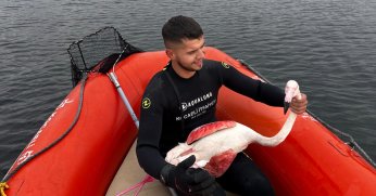İzmit Körfezi'nde mahsur kalan yaralı flamingoyu Kocaeli İtfaiyesi kurtardı