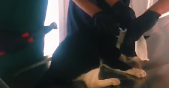 Boynuna boru parçası takılan kedinin imdadına yetiştiler