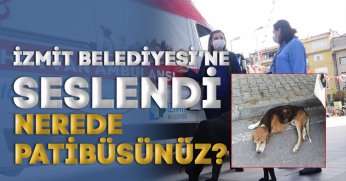  NEREDE PATİBÜSÜNÜZ?
