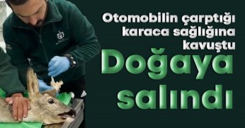 Otomobilin çarptığı karaca sağlığına kavuştu