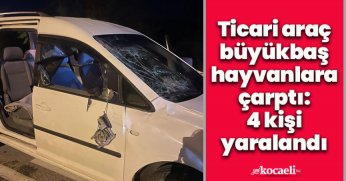 Ticari araç büyükbaş hayvanlara çarptı: 4 kişi yaralandı