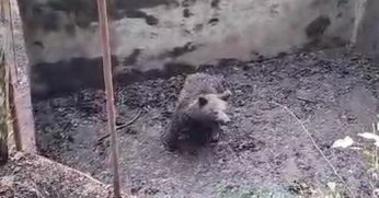 Ormanın içindeki havuza düşen yavru ayı böyle kurtarıldı