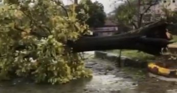 Kocaeli'de şiddetli rüzgar ağacı kökünden söktü