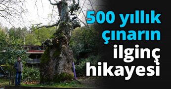 500 yıllık çınarın ilginç hikayesi