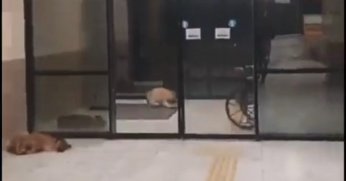 Kocaeli Üniversitesi Eğitim ve Araştırma Hastanesi koridorlarında köpek dışkısı