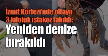 İzmit Körfezi'nde oltaya 3 kiloluk ıstakoz takıldı: Yeniden denize bırakıldı