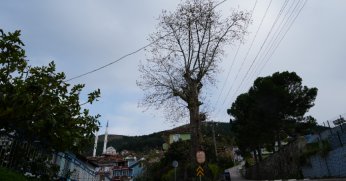 300 yıllık ağacın dikkat çeken hikayesi