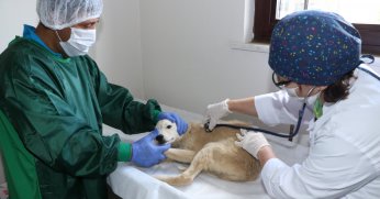 4 bin 209 sokak hayvanı sıcak yuvaya kavuştu