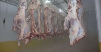 İnsan sağlığını koruyan teknoloji ile seri ve helal kesim