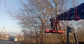 Başiskele’de Ağaçlara Kışlık Bakım        