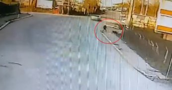 Kandıra'da okula giden çocuğa 2 köpek saldırdı