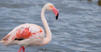 İzmit Körfezi’nde 351 flamingo kanat çırpıyor