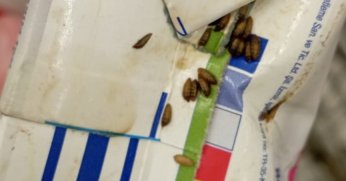 Markette mide bulandıran görüntü: Ambalajı kurtlanmış süt ürünü çıktı