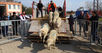 Büyükşehir'den 2. etap damızlık koç dağıtımı