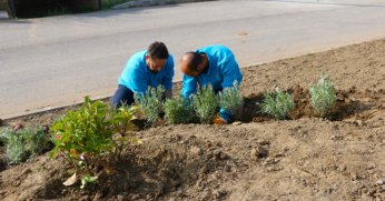 Derince'ye 800 fidan dikildi