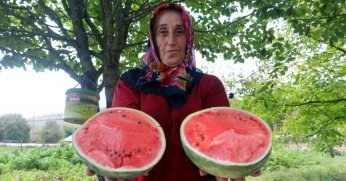 Büyükşehir'den üreticilere karpuz tohumu desteği