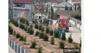 İzmit Belediyesi ağaçları yok etmiş !