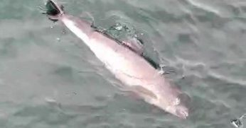 Ölü yunuslar kıyıya vuruyor, sebebi şok etti