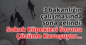 Sokak Köpekleri Sorunu Çözüme Kavuşuyor...