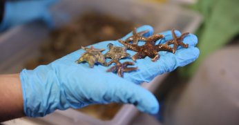 İzmit Körfezi’nde biyoçeşitlilik araştırması sürüyor