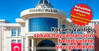 Kocaeli Valiliği sokak hayvanları için belediyelere yazı gönderdi