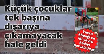 Sokak köpekleri yavru köpeği ve kediyi parçaladı