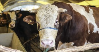 Kızılay 2024 yılı kurban bedel fiyatını açıkladı!