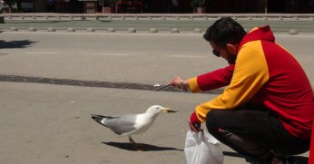 Martı ile esnafın tebessüm ettiren dostluğu