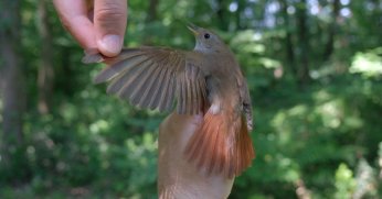 Bu bülbül; Afrika’dan Ormanya’ya 7.500 km uçtu