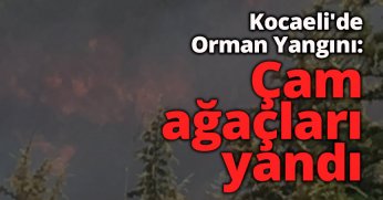 Kocaeli'de orman yangını: Çam ağaçları yandı