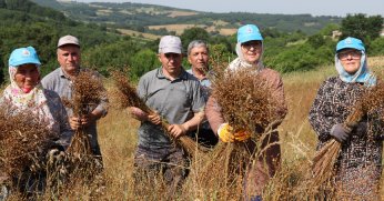 KANDIRA’DA KETEN YENİDEN HAYATA GEÇİRİLİYOR