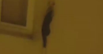 Binalara tırmanan sansarı görenler şaşkına döndü