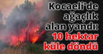 Kocaeli'de ağaçlık alan yandı: 10 hektar küle döndü