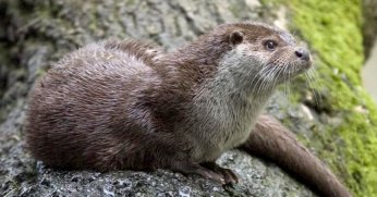 Sapanca Gölü'nde su samuru böyle görüntülendi