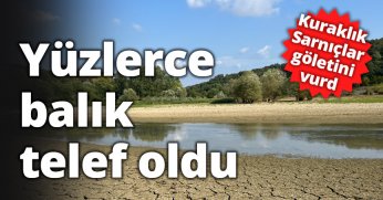 Kuraklık Sarnıçlar göletini vurdu, yüzlerce balık telef oldu