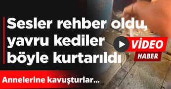 Sesler rehber oldu, yavru kediler böyle kurtarıldı