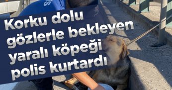 Korku dolu gözlerle bekleyen yaralı köpeği polis kurtardı
