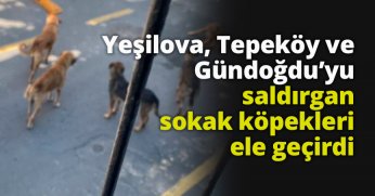 Yeşilova, Tepeköy ve Gündoğdu’yu saldırgan sokak köpekleri ele geçirdi.